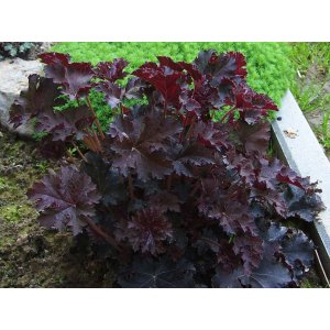 Heuchera americká (Heuchera americana) ´PALACE PURPLE´ - výška 20-30 cm, kont. C2L